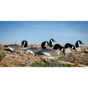 Higdon 6-Pack Full Size Half Shell Canadian Geese Decoys