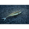 Berkley PowerBait® The Champ Minnow (3.4")