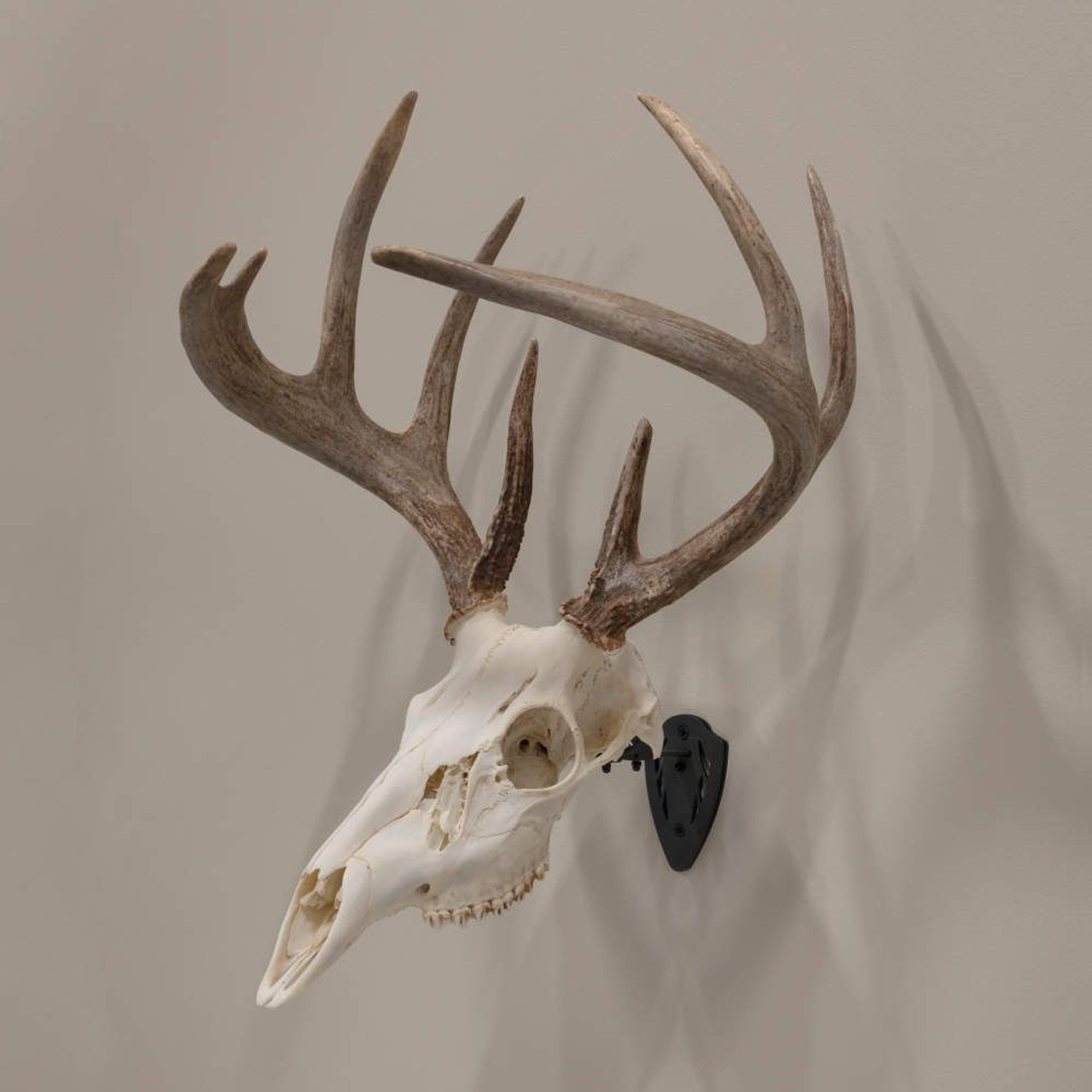 Allen Company EZ Mount Skull Hanger