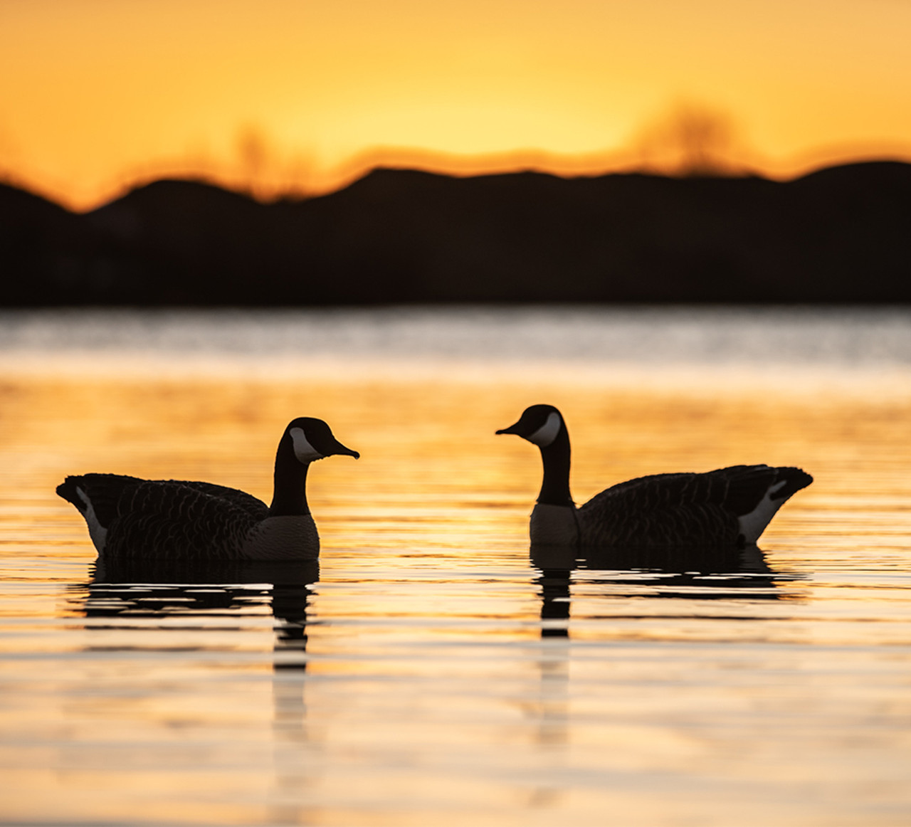 Avian-X Topflight Honkers