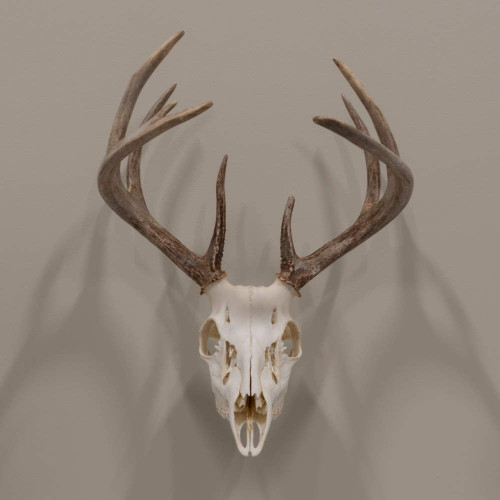 Allen Company EZ Mount Skull Hanger