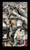 Golden Teacher Mushrooms Psychedelics (scale)