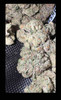 Big M Light Assist FIRE "Indoor" Bud Cannabis Flowers Permanent Marker (scale)