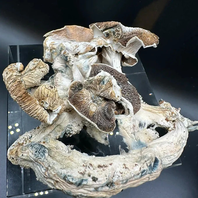 Psilocybin Dried Mushrooms (Trinity) - 1oz
