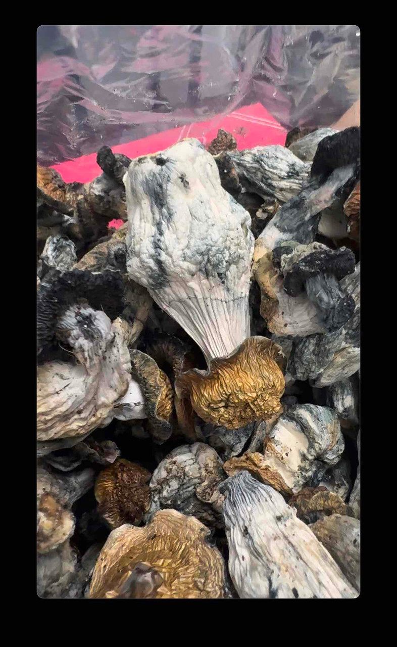 Penis Envy Mushrooms Psychedelics (scale)