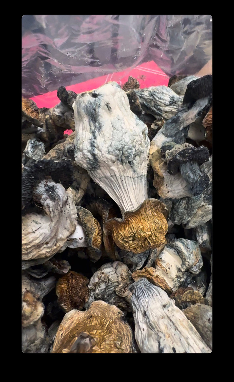 Penis Envy Mushrooms Psychedelics