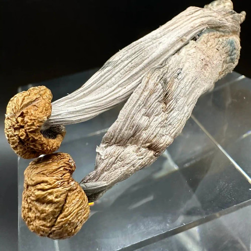 Psilocybin Dried Mushrooms (Trinity) - 1oz