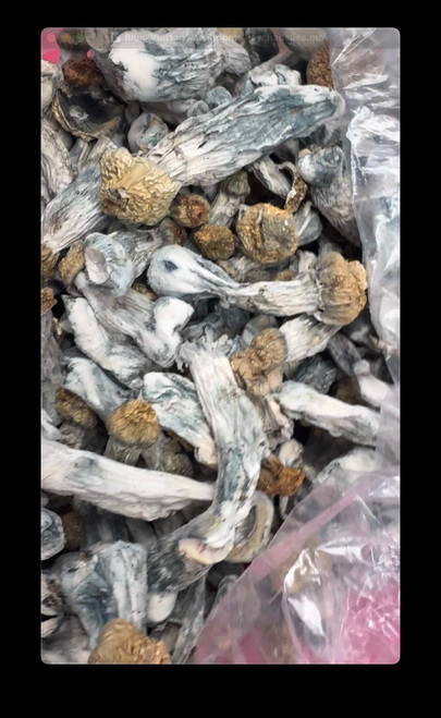 Bluie Vuitton Mushrooms Psychadelics (scale)