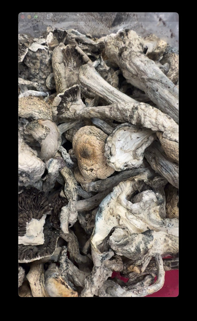 Golden Teacher Mushrooms Psychedelics