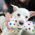 Eco Wool Dog Bones/Toys: Polka Dot & Tie-Dyed (Fair Trade)