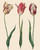 Dutch Tulips