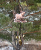 Pig Wind Chimes - Made in USA - Musical Brass Wind Bells