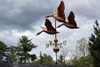 Large Three Geese Weathervane