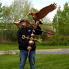 Eagle Weathervane Catching a Salmon