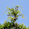 customer photo of rooster weathervane
