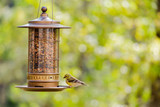 Planning To Buy A Bird Feeder? These Are The Types You Should Know About