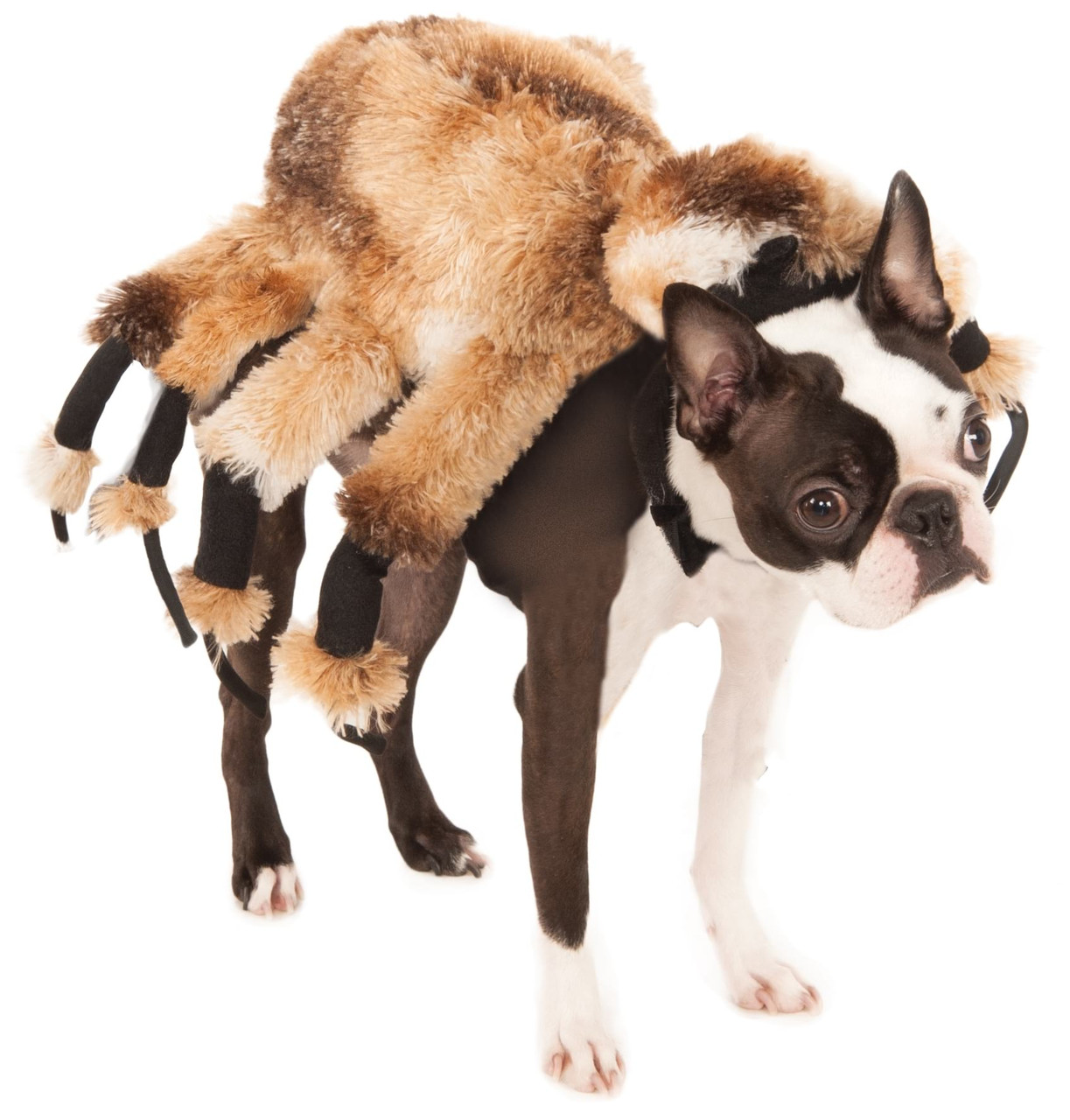 medium dog spider costume