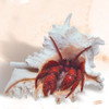 Seashell & Hermit Crab Seashell & Hermit Crab