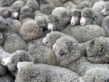 The Aran Sweater: It's All About the Wool