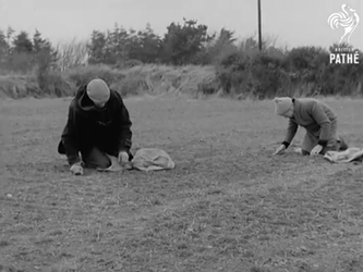 Vintage Newsreel Shows Waterford Shamrock Picked and Shipped Around the World