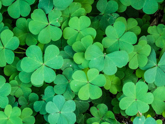 What Is a Shamrock and How Did it Become Ireland's National Symbol?