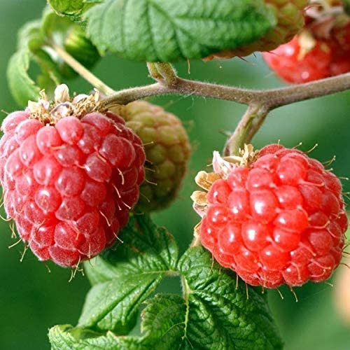 Raspberry and White Ginger Natural Wax Candle SC-C-RW ShamrockGift.com