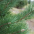 SC-SP Scots Pine Candle ShamrockGift.com