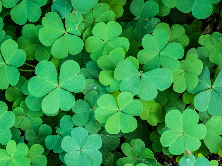 The New York Times mistakes the four-leaf clover as the symbol of