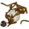 Medium Mealworms (3/4")  Medium Mealworms (3/4")