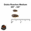 Feeder insect breeding, Feeder insect Supplies, Buy Feeder, Live feeder insect store, dubia roaches,  Best place to buy feeder insects, Insect feeders for sale, Live insect feeders, Feeder insects for sale, Buy feeder insects, Dubia roaches for sale, Reptile feeder insects, Feeder insect care, Feeder insect delivery, Feeder insect subscription, buy dubia roaches, dubia roaches breeders, live dubia roaches, dubia roach colony for sale, dubia roach suppliers, feed dubia roaches, feeder dubia roaches, dubia roach care, where to buy dubia roaches, dubia roach farm, cheap dubia roaches for sale, best place to buy dubia roaches, dubia roach wholesale, dubia roach delivery, dubia roach prices, Reptile feed, live reptile food, reptile, best reptile feeders, reptile live feed, reptile insect food, Reptile insect feed, Live feeder insects for reptiles, Reptile feeder insects, Feeder insects for reptiles, Live insects for reptiles, Reptile feeder insect suppliers, Best feeder insects for reptiles, Buy feeder insects for reptiles, Dubia roaches for reptiles, Feeder insect care for reptiles, Reptile feeder insect colony, Feeder insect delivery for reptiles, Reptile feeder insect subscription, Reptiles eating dubia roaches, Dubia roaches as reptile food, Feeding dubia roaches to reptiles, Dubia roaches for reptile diet, Best dubia roaches for reptile nutrition, Reptile nutrition with dubia roaches, Dubia roaches as reptile feeders, Feeding reptiles dubia roaches, Reptile dietary benefits of dubia roaches, Dubia roaches for reptile health
