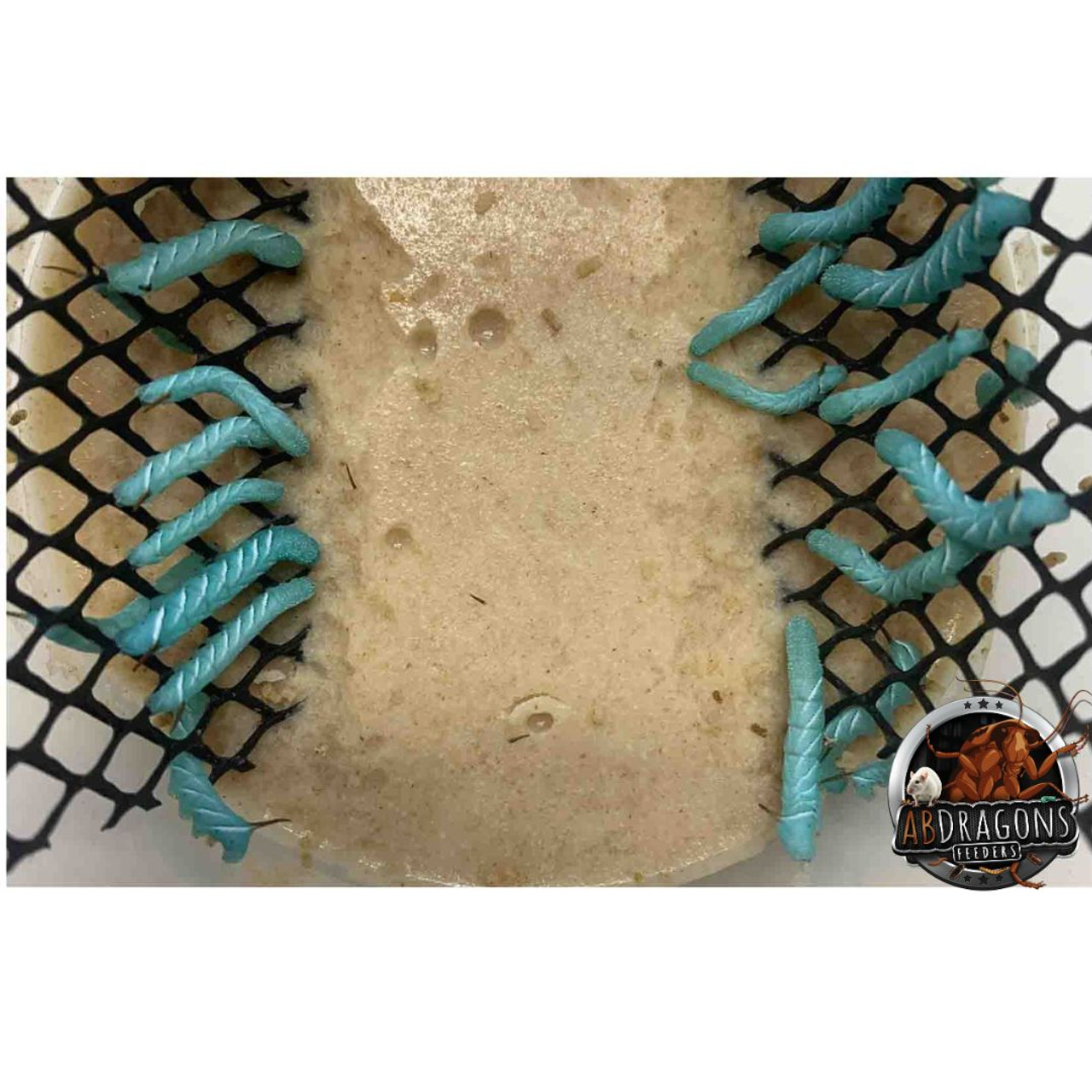 Hornworms aka Goliath Worms- 1/2" to 3/4"- 25/cup  Hornworms aka Goliath Worms- 1/2" to 3/4"- 25/cup