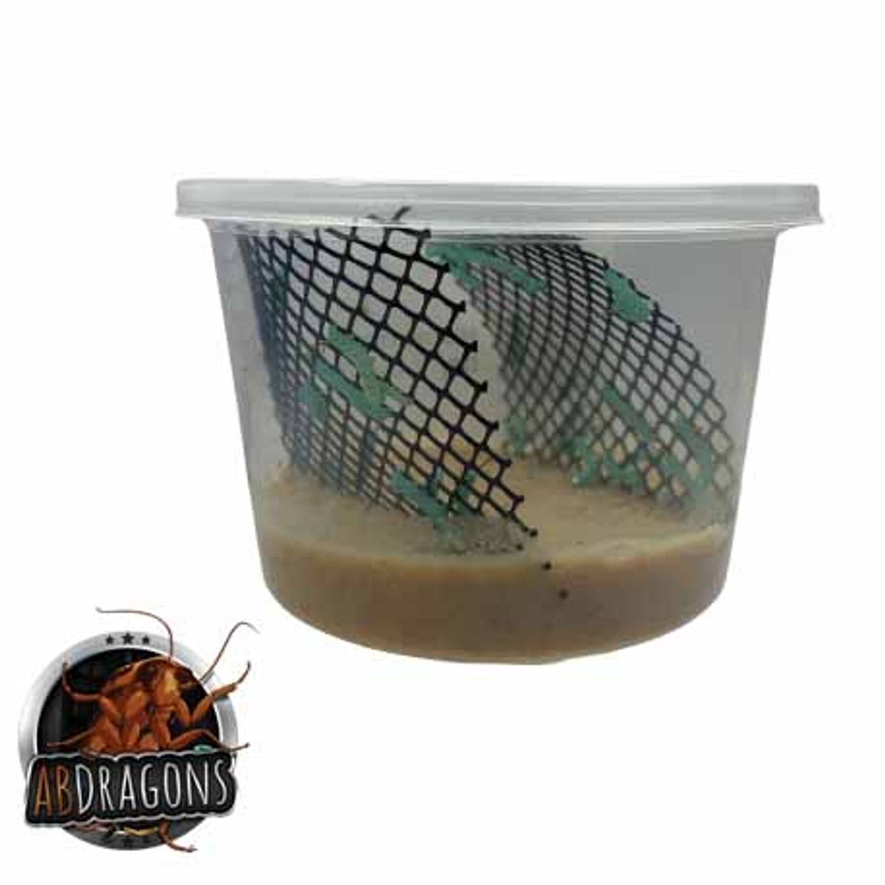 Goliath Hornworms for Bearded Dragons | ABDragons