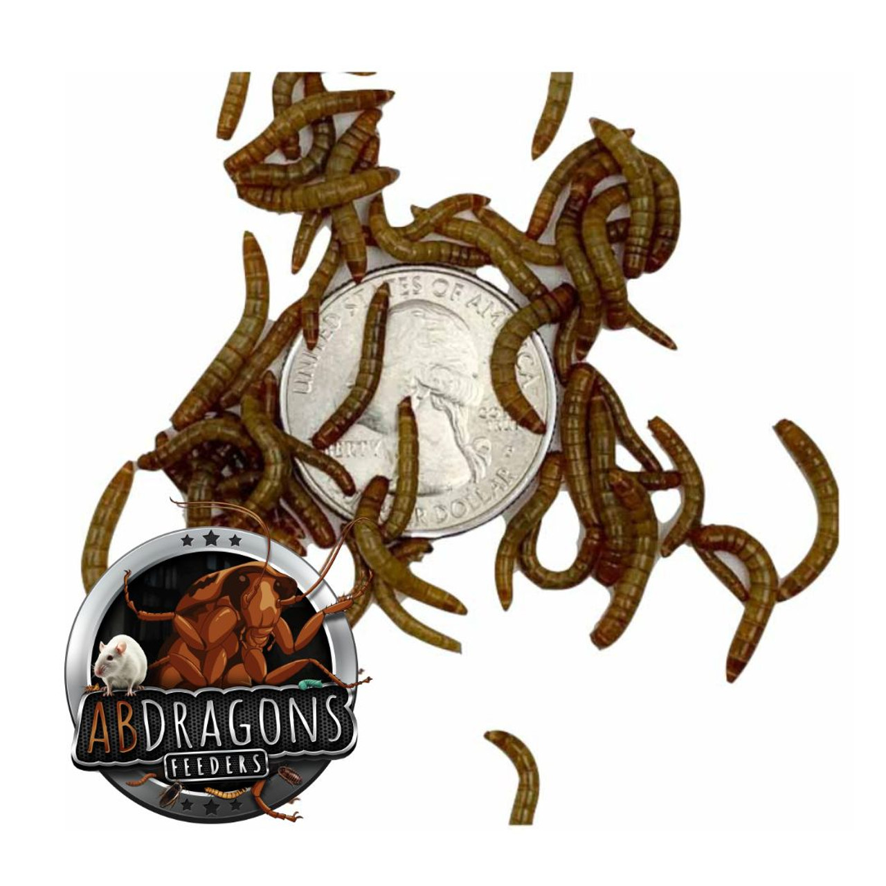 Mealworms for reptiles, Buy mealworms, Live mealworms for sale, Mealworm breeders, Mealworm colony for sale, Mealworm suppliers, Feeder mealworms, Mealworm care, Where to buy mealworms, Mealworm farm, Cheap mealworms for sale, Best place to buy mealworms, Mealworm wholesale, Mealworm delivery, Mealworm prices, Reptiles eating mealworms, Mealworms as reptile food, Feeding mealworms to reptiles, Mealworms for reptile diet, Best mealworms for reptile nutrition, Reptile nutrition with mealworms, Mealworms as reptile feeders, Feeding reptiles mealworms, Reptile dietary benefits of mealworms, Mealworms for reptile health, Bluebirds eating mealworms, Mealworms as bluebird food, Mealworms for bluebirds, Feeding mealworms to bluebirds, Bluebird diet with mealworms, Bluebirds and mealworms, Best mealworms for bluebirds, Attracting bluebirds with mealworms, Bluebird nutrition with mealworms, Mealworms as bluebird feeders, Attracting bluebirds with mealworms, Bluebird dietary benefits of mealworms, Mealworms for bluebird health, Bluebird diet with mealworms, Providing mealworms to bluebirds, Bluebird mealworm feeding habits, Mealworms as bluebird food, Chickens eating mealworms, Mealworms for chickens, Feeding mealworms to chickens, Best mealworms for chickens, Chicken diet with mealworms, Providing mealworms to chickens, Chicken mealworm feeding habits, Mealworms as chicken treats, Chicken nutrition with mealworms, Mealworms as chicken supplements, Reptile feed, live reptile food, reptile, best reptile feeders, reptile live feed, reptile insect food, Reptile insect feed, Live feeder insects for reptiles, Reptile feeder insects, Feeder insects for reptiles, Live insects for reptiles, Reptile feeder insect suppliers, Best feeder insects for reptiles, Buy feeder insects for reptiles Feeder insect care for reptiles, Reptile feeder insect colony, Feeder insect delivery for reptiles, Reptile feeder insect subscription, Insect feeders for sale, Live insect feeders, Feeder insects for sale, Buy feeder insects, Feeder insect suppliers, Live feeder insect store, Reptile feeder insects, Feeder insect breeding, Feeder insect care, Best place to buy feeder insects, Feeder insect delivery, Feeder insect subscription, Insect feeders, Feeding insects, Insect feeder types, Live insect feeders, Feeder insects, Insect food, Feeding bugs, Insect feeder dishes, Feeding reptiles, Feeding amphibians, Feeding birds, Insect feeder care, Feeding tarantulas, Feeder insect suppliers, Insect feeder setup, Insect feeder nutrition, Best insect feeders