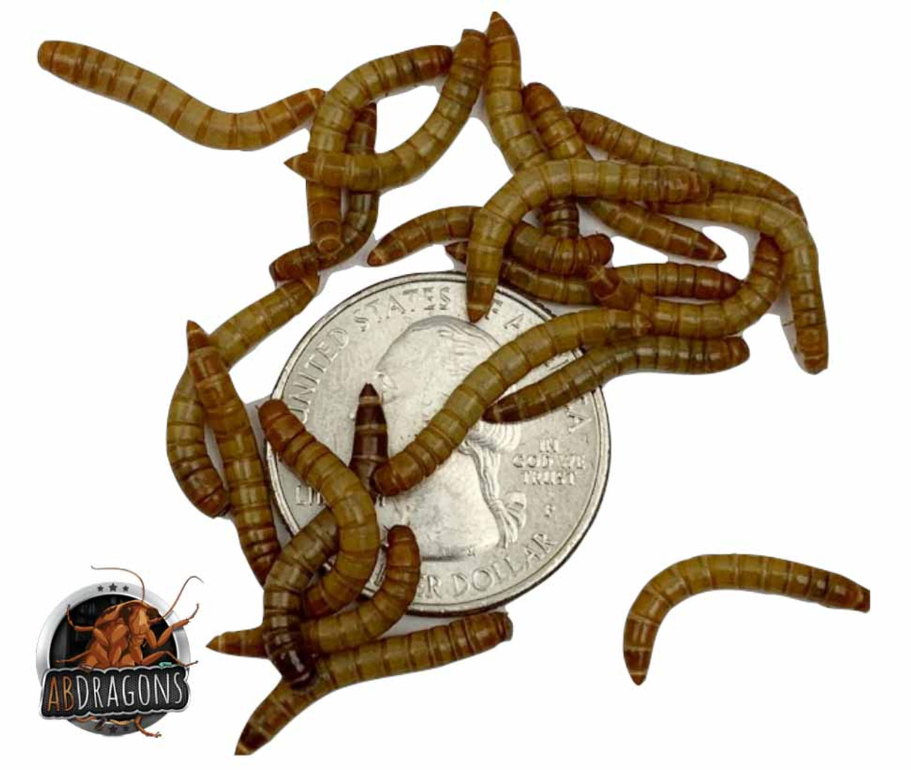 Mealworms for reptiles, Buy mealworms, Live mealworms for sale, Mealworm breeders, Mealworm colony for sale, Mealworm suppliers, Feeder mealworms, Mealworm care, Where to buy mealworms, Mealworm farm, Cheap mealworms for sale, Best place to buy mealworms, Mealworm wholesale, Mealworm delivery, Mealworm prices, Reptiles eating mealworms, Mealworms as reptile food, Feeding mealworms to reptiles, Mealworms for reptile diet, Best mealworms for reptile nutrition, Reptile nutrition with mealworms, Mealworms as reptile feeders, Feeding reptiles mealworms, Reptile dietary benefits of mealworms, Mealworms for reptile health, Bluebirds eating mealworms, Mealworms as bluebird food, Mealworms for bluebirds, Feeding mealworms to bluebirds, Bluebird diet with mealworms, Bluebirds and mealworms, Best mealworms for bluebirds, Attracting bluebirds with mealworms, Bluebird nutrition with mealworms, Mealworms as bluebird feeders, Attracting bluebirds with mealworms, Bluebird dietary benefits of mealworms, Mealworms for bluebird health, Bluebird diet with mealworms, Providing mealworms to bluebirds, Bluebird mealworm feeding habits, Mealworms as bluebird food, Chickens eating mealworms, Mealworms for chickens, Feeding mealworms to chickens, Best mealworms for chickens, Chicken diet with mealworms, Providing mealworms to chickens, Chicken mealworm feeding habits, Mealworms as chicken treats, Chicken nutrition with mealworms, Mealworms as chicken supplements, Reptile feed, live reptile food, reptile, best reptile feeders, reptile live feed, reptile insect food, Reptile insect feed, Live feeder insects for reptiles, Reptile feeder insects, Feeder insects for reptiles, Live insects for reptiles, Reptile feeder insect suppliers, Best feeder insects for reptiles, Buy feeder insects for reptiles Feeder insect care for reptiles, Reptile feeder insect colony, Feeder insect delivery for reptiles, Reptile feeder insect subscription, Insect feeders for sale, Live insect feeders, Feeder insects for sale, Buy feeder insects, Feeder insect suppliers, Live feeder insect store, Reptile feeder insects, Feeder insect breeding, Feeder insect care, Best place to buy feeder insects, Feeder insect delivery, Feeder insect subscription, Insect feeders, Feeding insects, Insect feeder types, Live insect feeders, Feeder insects, Insect food, Feeding bugs, Insect feeder dishes, Feeding reptiles, Feeding amphibians, Feeding birds, Insect feeder care, Feeding tarantulas, Feeder insect suppliers, Insect feeder setup, Insect feeder nutrition, Best insect feeders