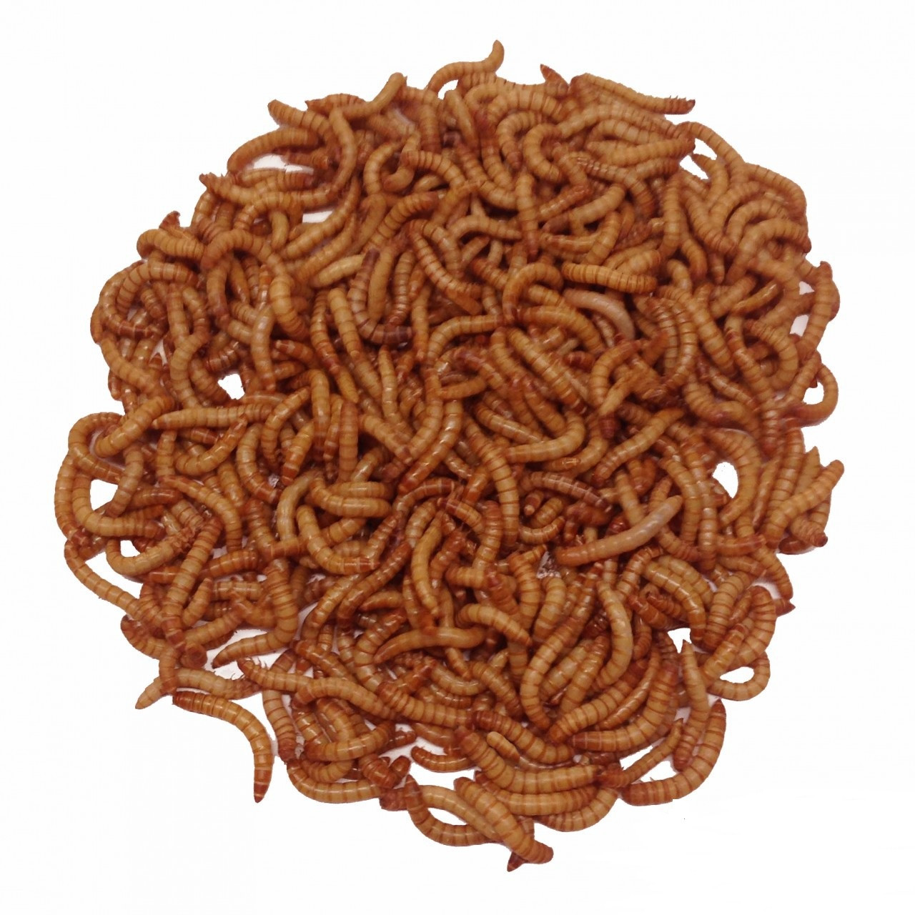 Giant Mealworms