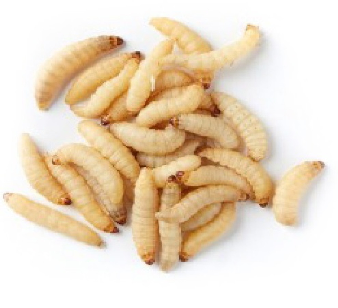 Wax worms online Clearance