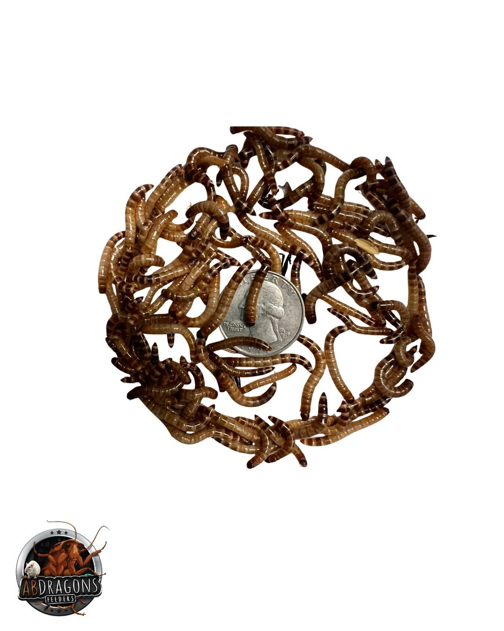 Small Superworms 3/4"