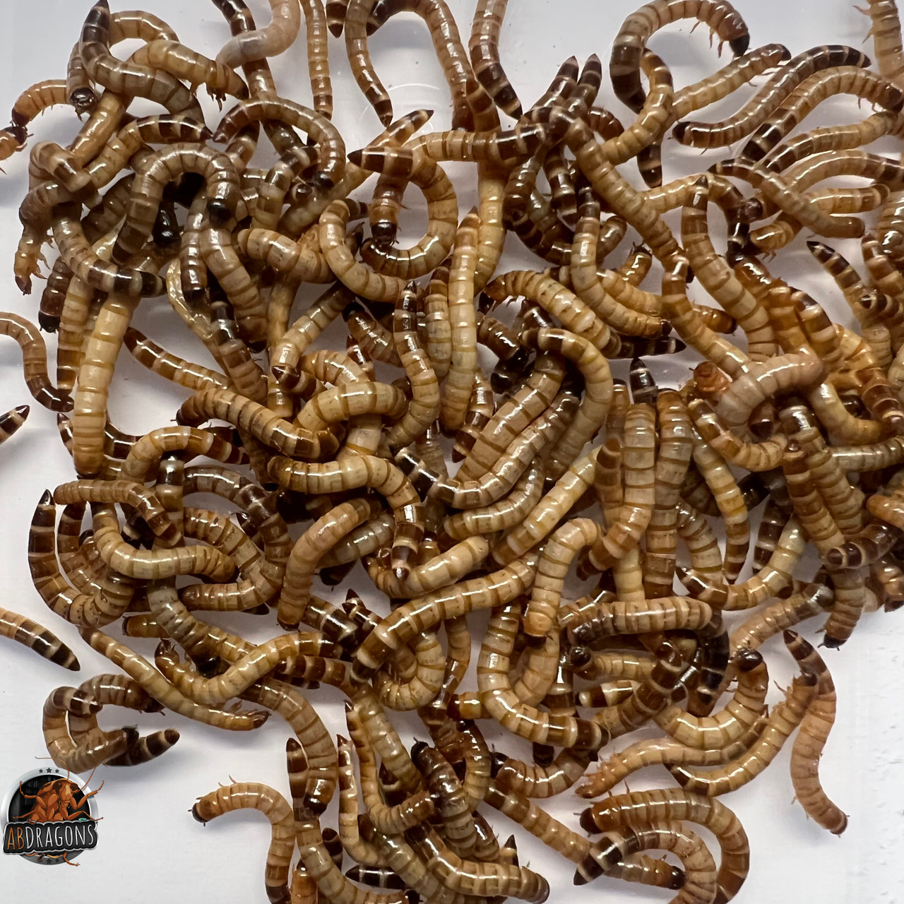 Superworms for sale, Buy superworms, Live superworms for sale, Superworm breeders, Superworm colony for sale, Superworm suppliers, Feeder superworms, Superworm care, Where to buy superworms, Superworm farm, Cheap superworms for sale, Best place to buy superworms, Superworm wholesale, Superworm delivery, Superworm prices, Reptiles eating superworms, Superworms for reptiles, Feeding superworms to reptiles, Best superworms for reptiles, Reptile diet with superworms, Providing superworms to reptiles, Superworms as reptile feeders, Reptile dietary benefits of superworms, Reptile feed, live reptile food, reptile, best reptile feeders, reptile live feed, reptile insect food, Reptile insect feed, Live feeder insects for reptiles, Reptile feeder insects, Feeder insects for reptiles, Live insects for reptiles, Reptile feeder insect suppliers, Best feeder insects for reptiles, Buy feeder insects for reptiles Feeder insect care for reptiles, Reptile feeder insect colony, Feeder insect delivery for reptiles, Reptile feeder insect subscription, Insect feeders for sale, Live insect feeders, Feeder insects for sale, Buy feeder insects, Feeder insect suppliers, Live feeder insect store, Reptile feeder insects, Feeder insect breeding, Feeder insect care, Best place to buy feeder insects, Feeder insect delivery, Feeder insect subscription, Insect feeders, Feeding insects, Insect feeder types, Live insect feeders, Feeder insects, Insect food, Feeding bugs, Insect feeder dishes, Feeding reptiles, Feeding amphibians, Feeding birds, Insect feeder care, Feeding tarantulas, Feeder insect suppliers, Insect feeder setup, Insect feeder nutrition, Best insect feeders