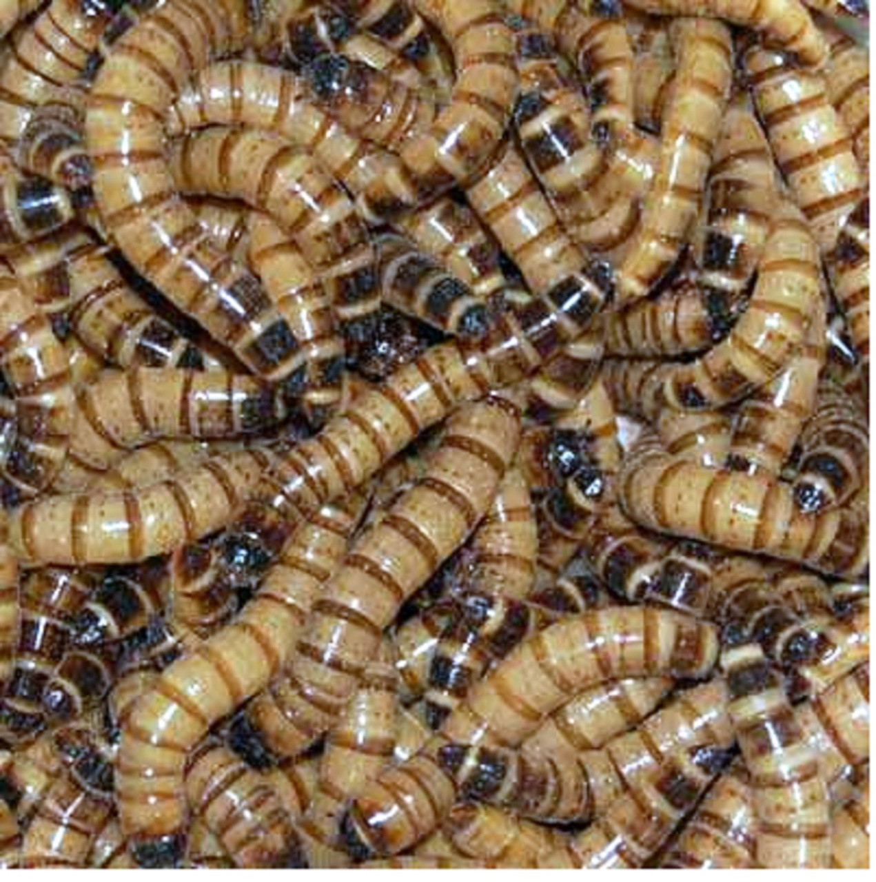 200 Large Superworms-Free Shipping-Live Arrival Guarantee 