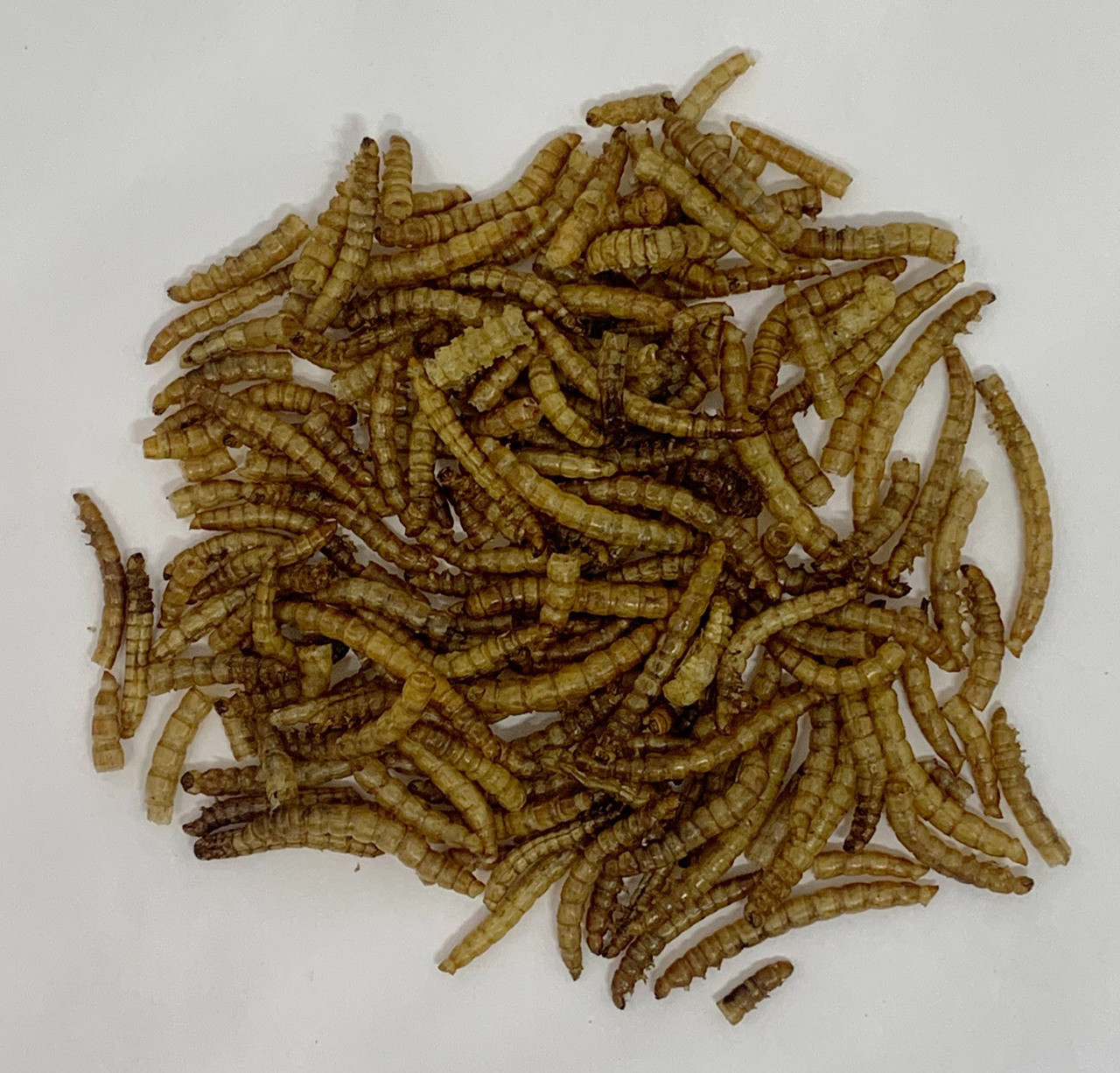 Order Bulk Dried Mealworms For Reptiles Abdragons 7035