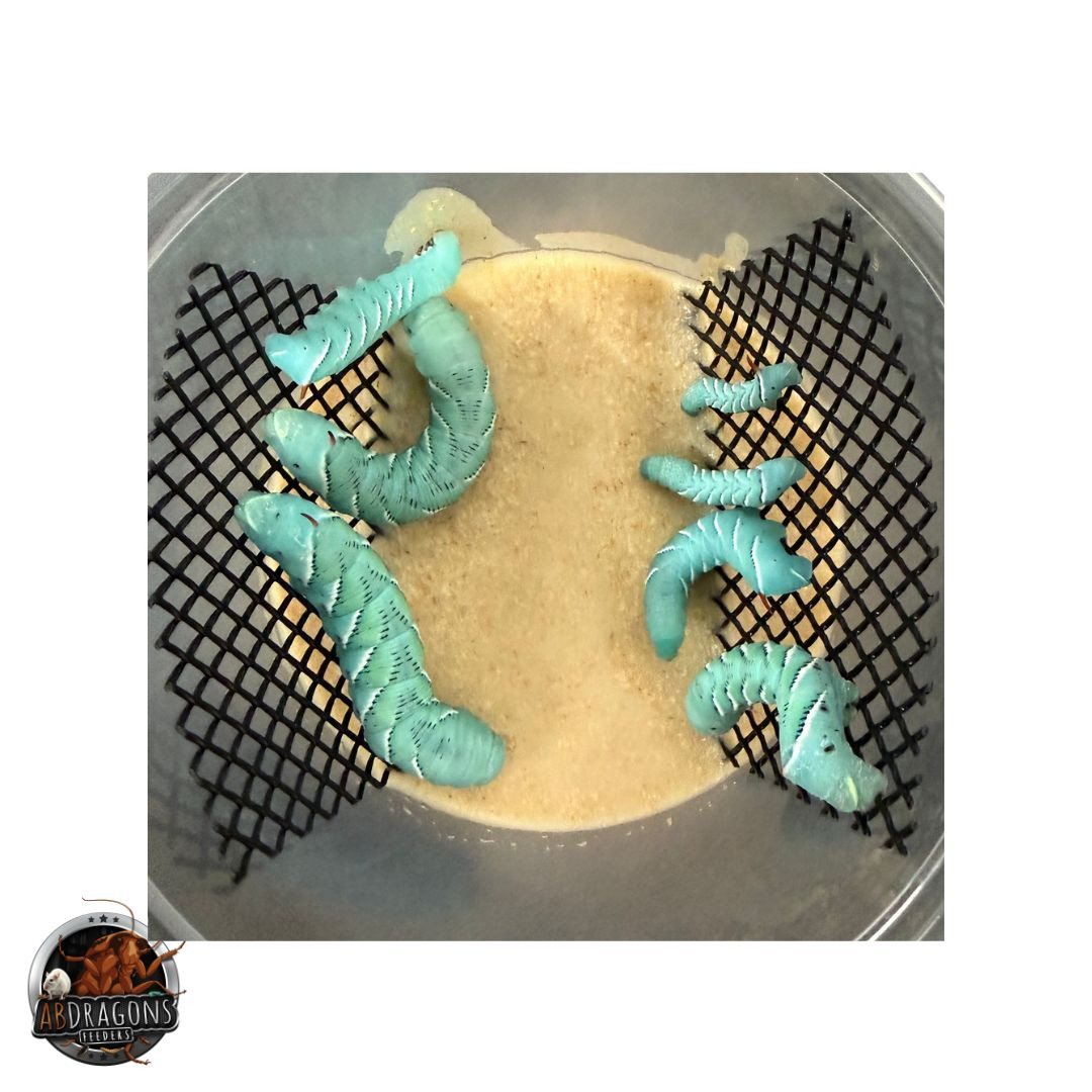 Jumbo Hornworms aka Goliath Worms 1 inch and bigger