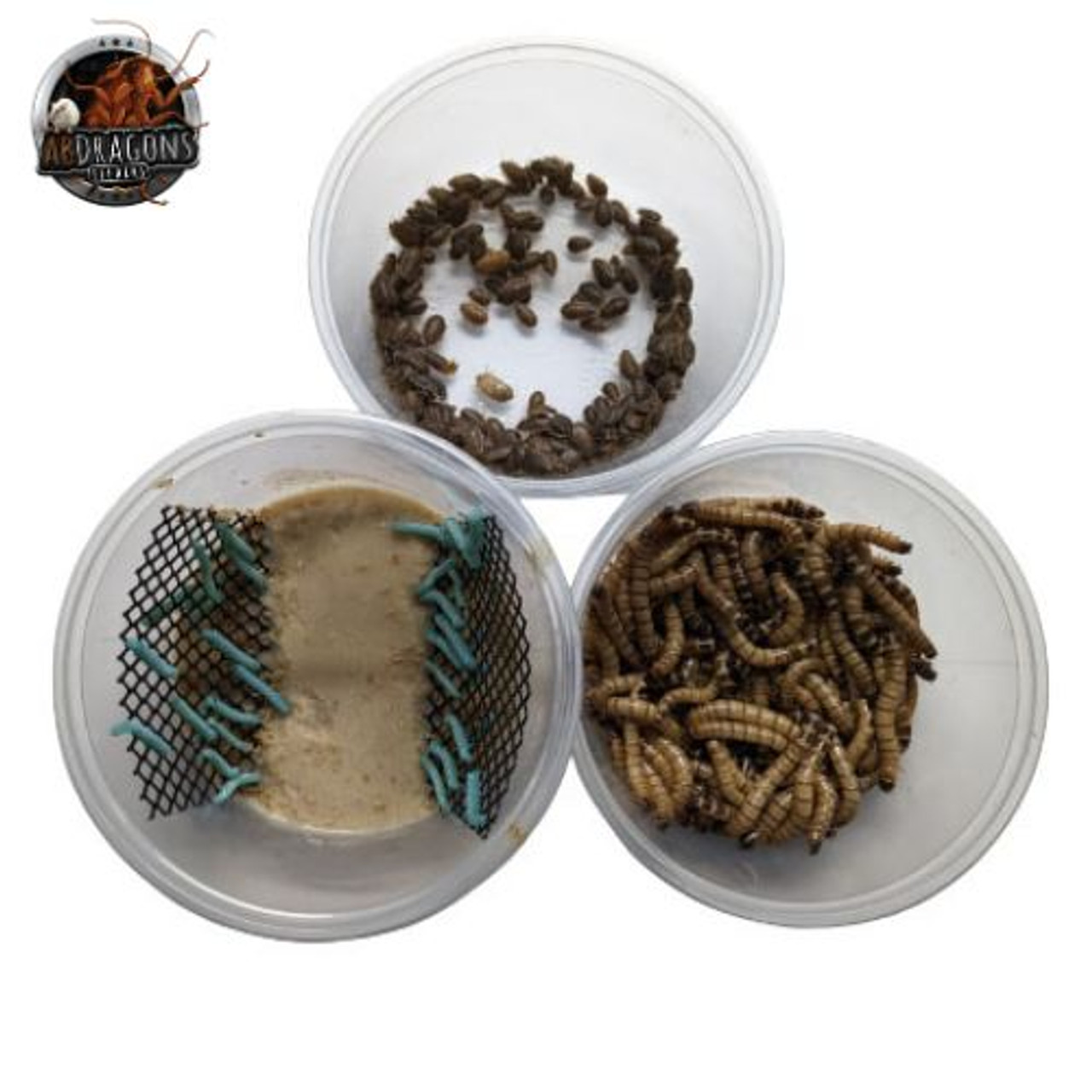 Dinner Feast-Dubia Roaches, Hornworms, Superworms Dinner Feast-Dubia Roaches, Hornworms, Superworms