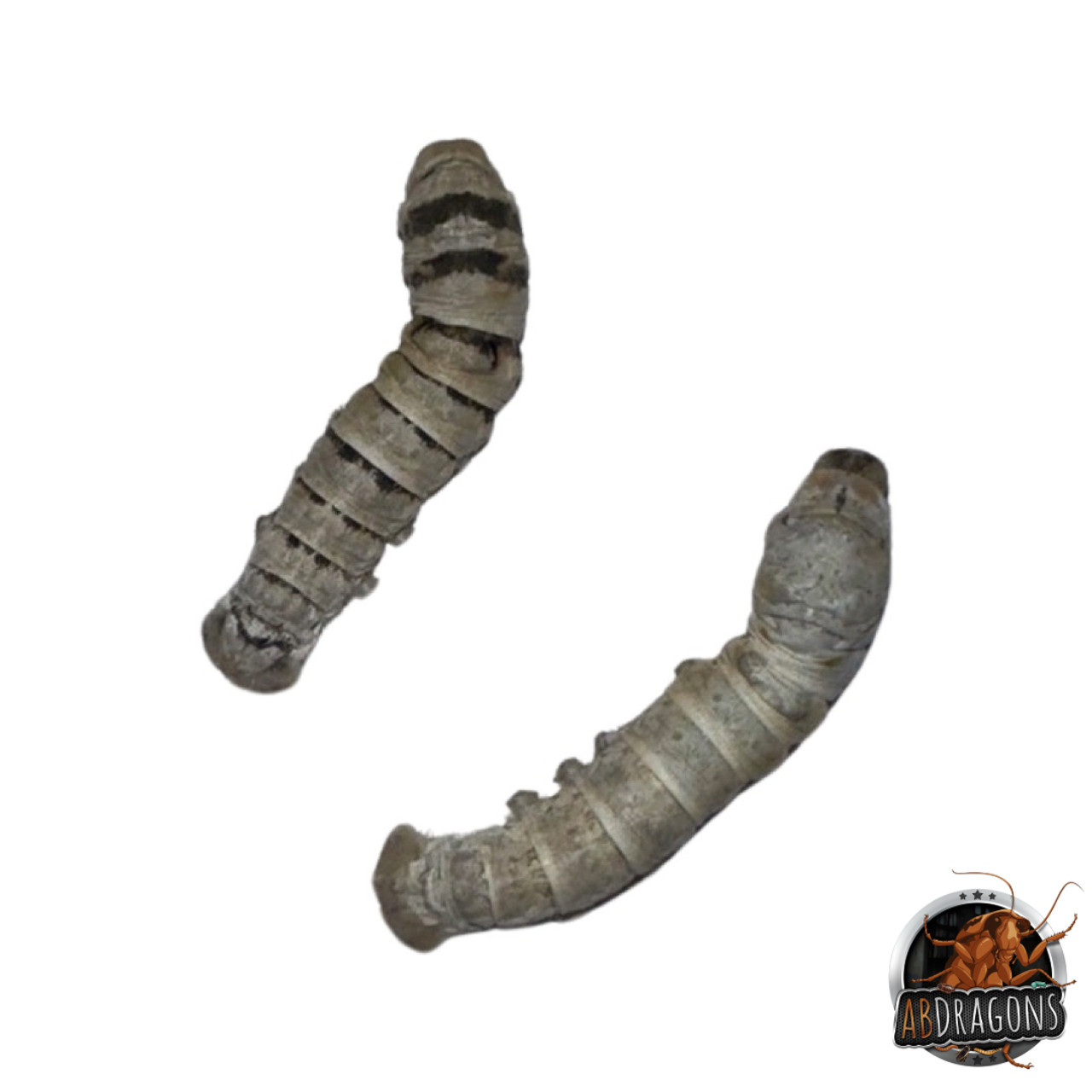 Silkworms for sale, Buy silkworms, Live silkworms for sale, Silkworm breeders, Silkworm colony for sale, Silkworm suppliers, Feeder silkworms, Silkworm care, Where to buy silkworms, Silkworm farm, Cheap silkworms for sale, Best place to buy silkworms, Silkworm wholesale, Silkworm delivery, Silkworm prices, Reptiles eating silkworms, Silkworms for reptiles, Feeding silkworms to reptiles, Best silkworms for reptiles, Reptile diet with silkworms, Providing silkworms to reptiles, Silkworms as reptile feeders, Reptile dietary benefits of silkworms, Lizard eating silkworms, Silkworms for lizards, Feeding silkworms to lizards, Best silkworms for lizards, Lizard diet with silkworms, Providing silkworms to lizards, Silkworms as lizard feeders, Lizard dietary benefits of silkworms, Frog eating silkworms, Silkworms for frogs, Feeding silkworms to frogs, Best silkworms for frogs, Frog diet with silkworms, Providing silkworms to frogs, Silkworms as frog feeders, Frog dietary benefits of silkworms, Reptile feed, live reptile food, reptile, best reptile feeders, reptile live feed, reptile insect food, Reptile insect feed, Live feeder insects for reptiles, Reptile feeder insects, Feeder insects for reptiles, Live insects for reptiles, Reptile feeder insect suppliers, Best feeder insects for reptiles, Buy feeder insects for reptiles Feeder insect care for reptiles, Reptile feeder insect colony, Feeder insect delivery for reptiles, Reptile feeder insect subscription, Insect feeders for sale, Live insect feeders, Feeder insects for sale, Buy feeder insects, Feeder insect suppliers, Live feeder insect store, Reptile feeder insects, Feeder insect breeding, Feeder insect care, Best place to buy feeder insects, Feeder insect delivery, Feeder insect subscription, Insect feeders, Feeding insects, Insect feeder types, Live insect feeders, Feeder insects, Insect food, Feeding bugs, Insect feeder dishes, Feeding reptiles, Feeding amphibians, Feeding birds, Insect feeder care, Feeding tarantulas, Feeder insect suppliers, Insect feeder setup, Insect feeder nutrition, Best insect feeders