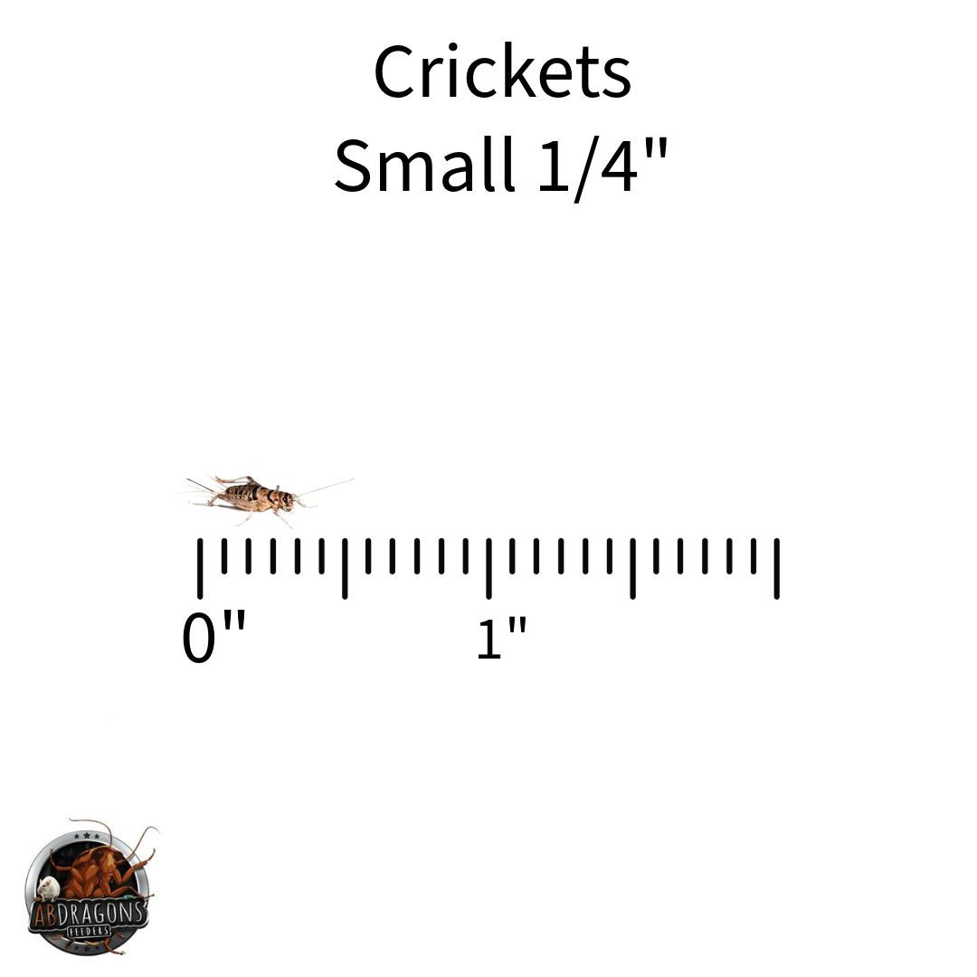 Crickets All Sizes - ABDRAGONS