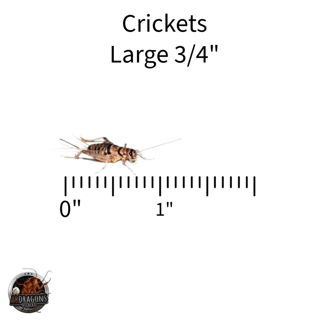Crickets All Sizes - ABDRAGONS