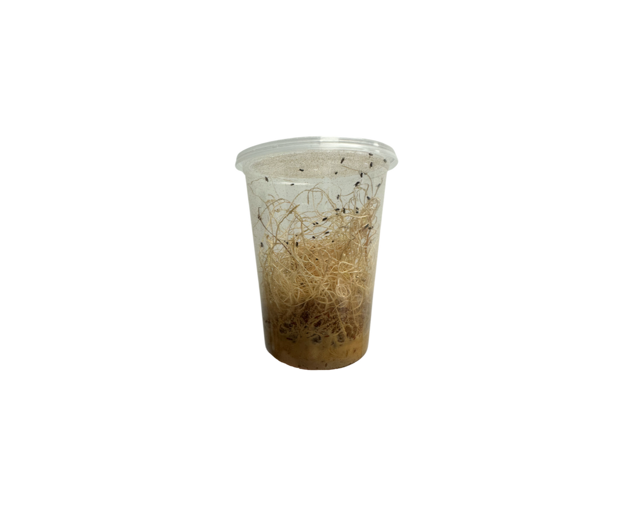 Flightless Fruit Fly Cultures Freshly Started