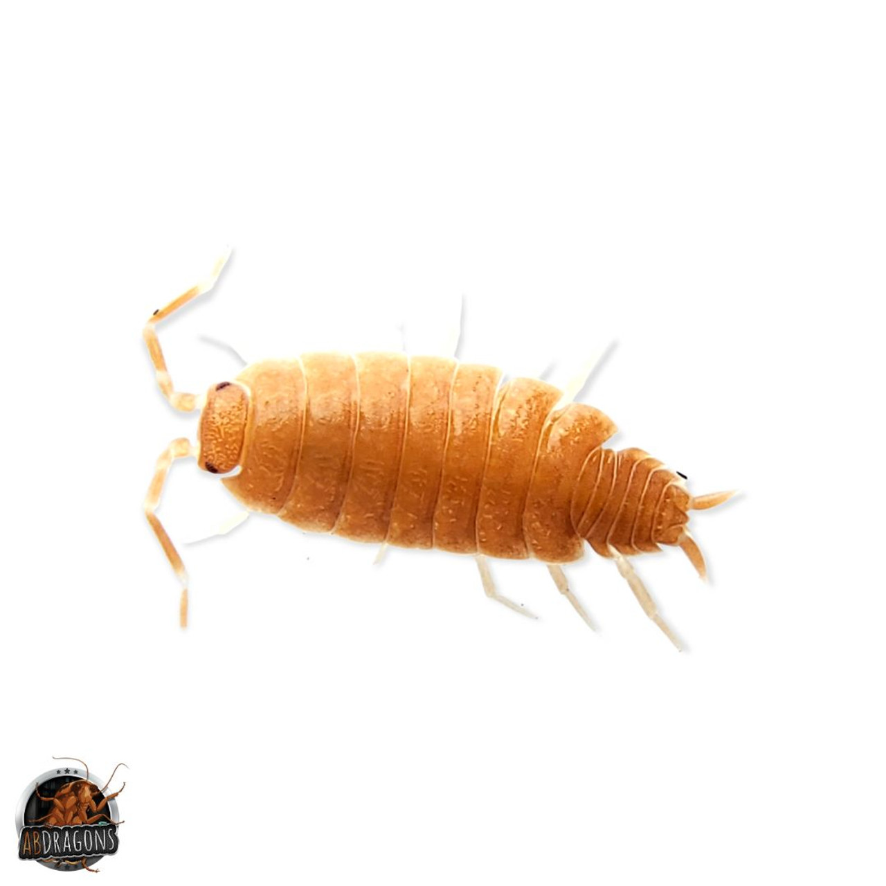Powder Orange Isopods- Porcellionides Pruinosus 