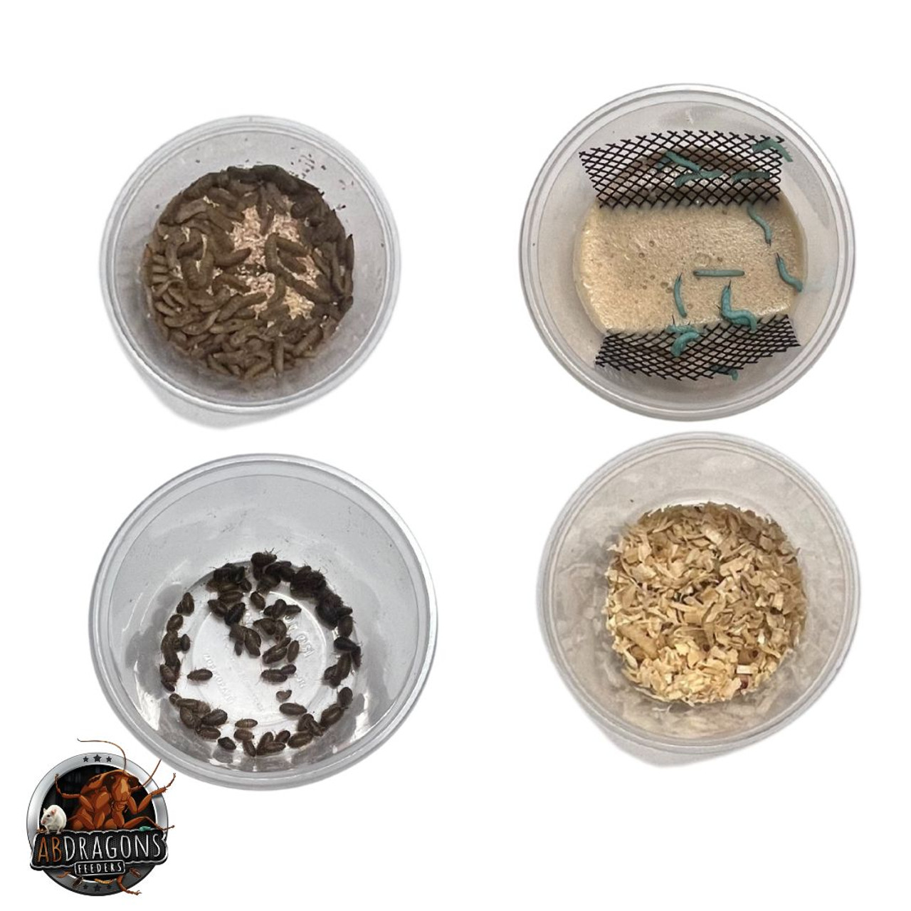 Bearded Dragon Feeder Bundle- Juvenile