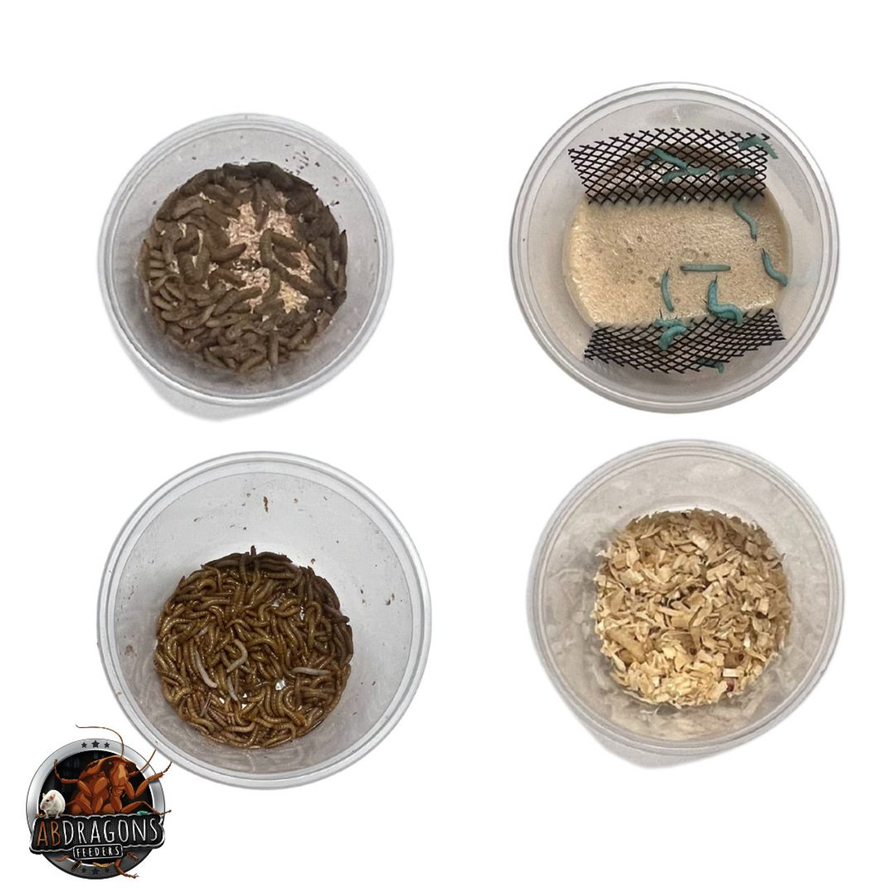 Leopard Gecko Live Feeder Bundle- Adult