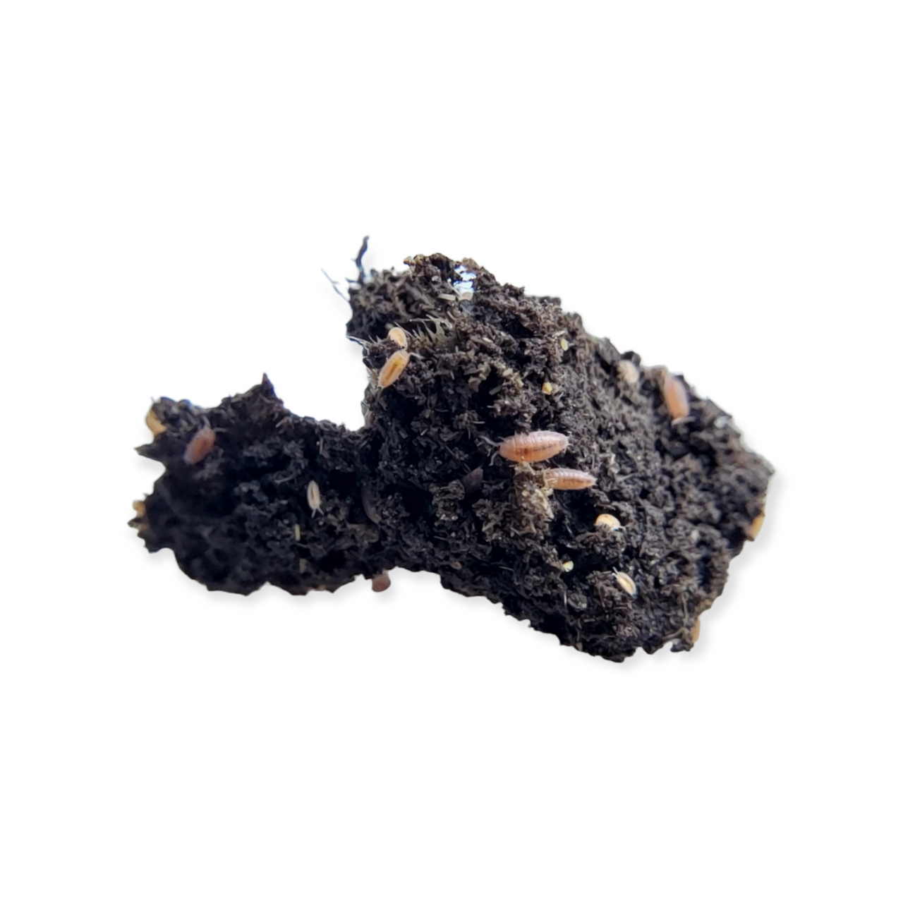 Dwarf Purple Isopods Dwarf Purple Isopods